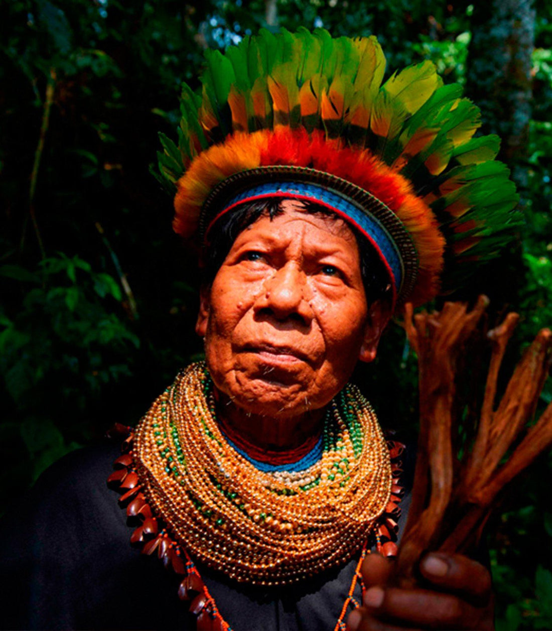 6 Cosas que puedes hacer para ayudar al Amazonas