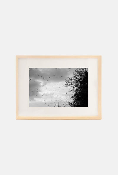 Bandada · Leticia Rovira